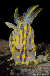 Chromodoris by Henrik Gram Rasmussen 